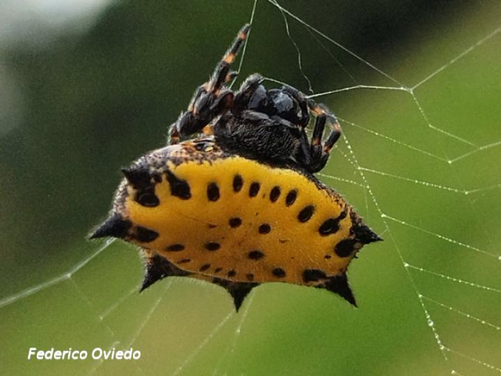 Gasteracantha cancriformis (Araña joya, Araña panadera)