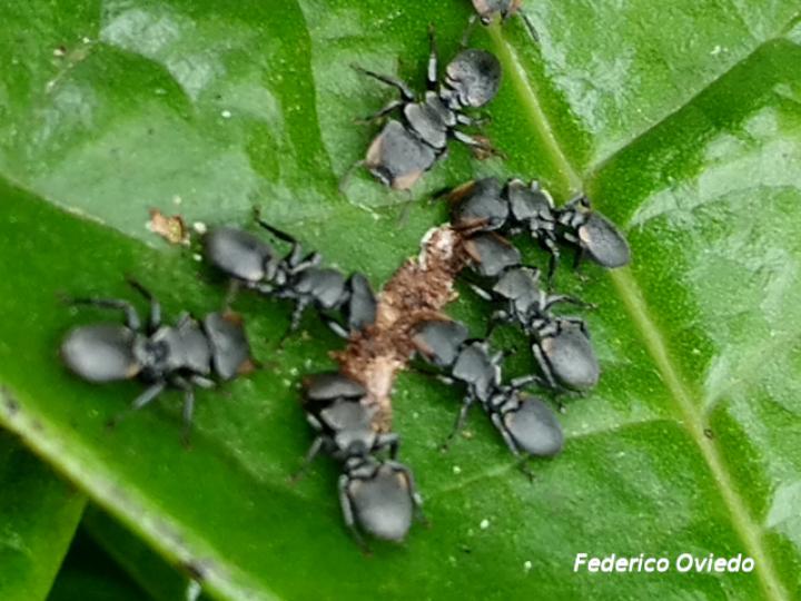 Cephalotes multispinosus
