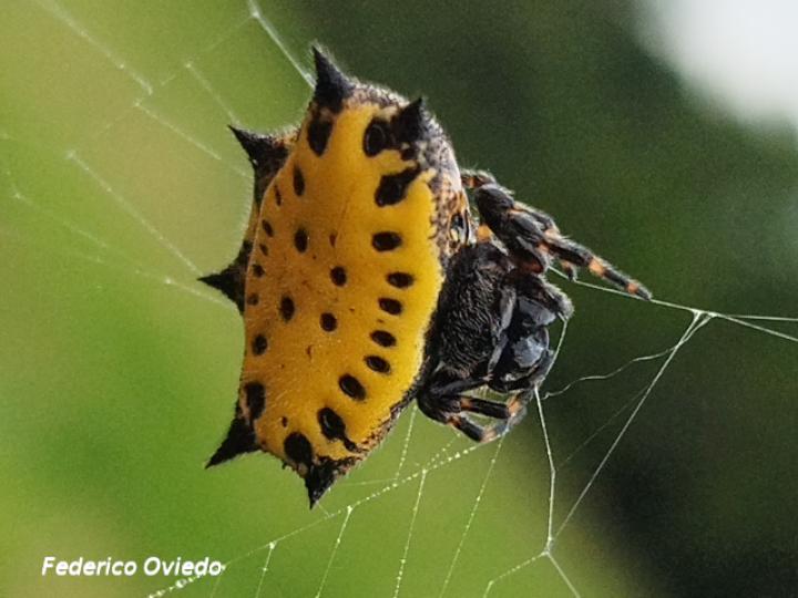 Gasteracantha cancriformis (Araña joya, Araña panadera)