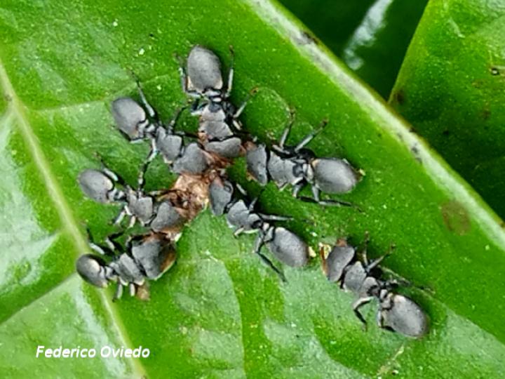 Cephalotes multispinosus