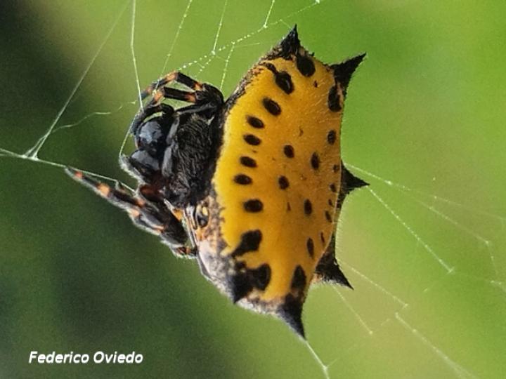 Gasteracantha cancriformis (Araña joya, Araña panadera)
