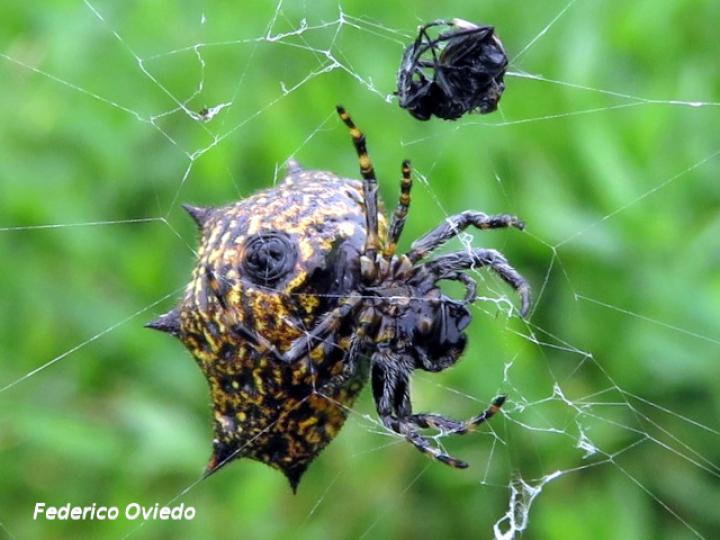 Gasteracantha cancriformis (Araña joya, Araña panadera)