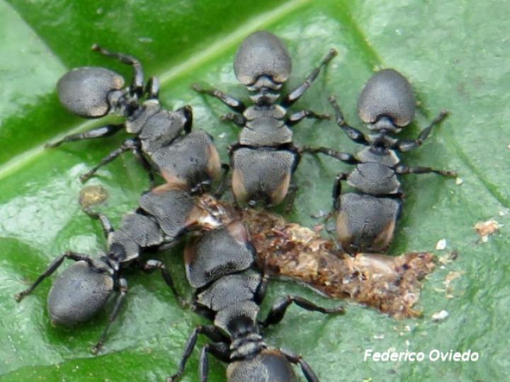 Cephalotes multispinosus