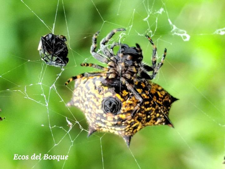 Gasteracantha cancriformis (Araña joya, Araña panadera)