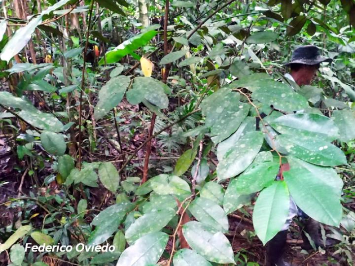 Chrysophyllum cainito (Caimito)