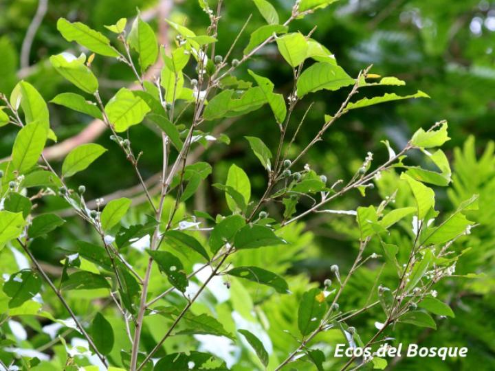 Croton schiedeanus (Colpachi)