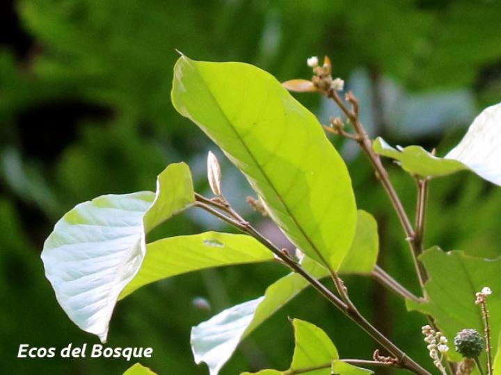 Croton schiedeanus (Colpachi)