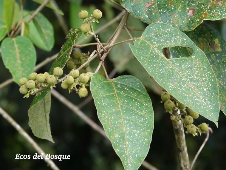 Croton schiedeanus (Colpachi)