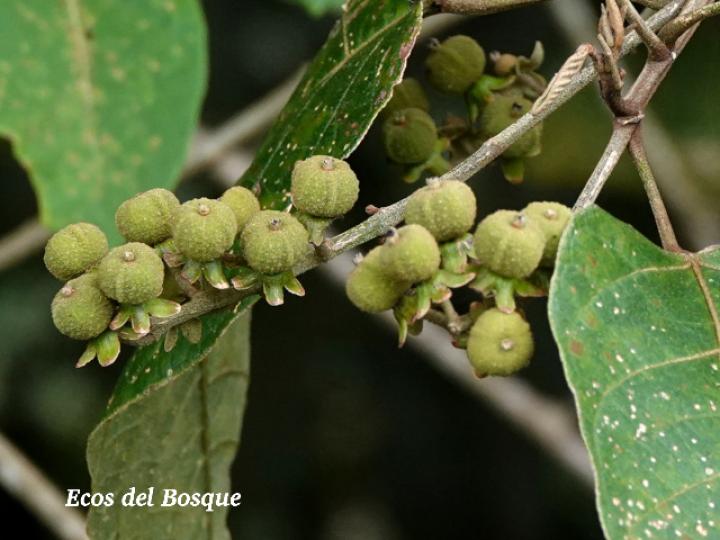 Croton schiedeanus (Colpachi)