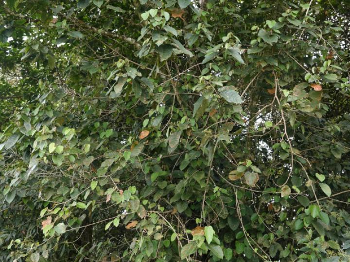 Croton schiedeanus (Colpachi)