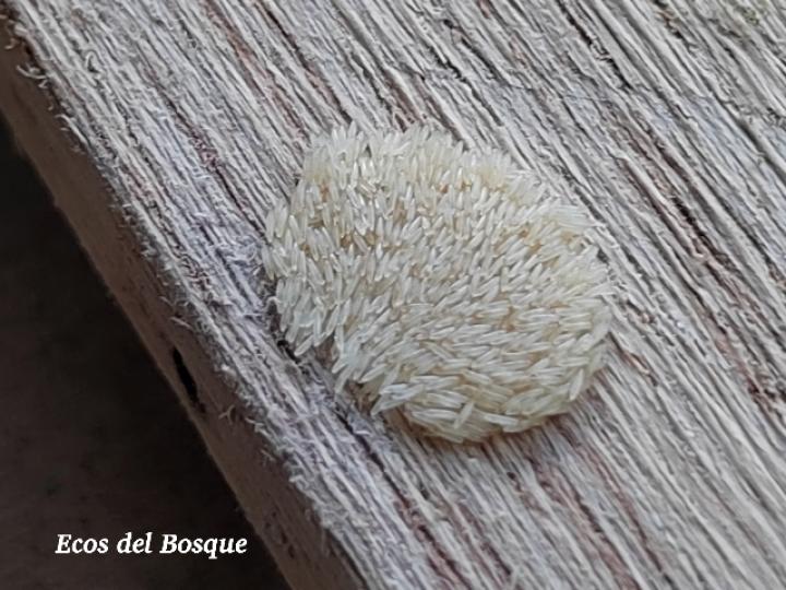 Hermetia illucens (Huevos)