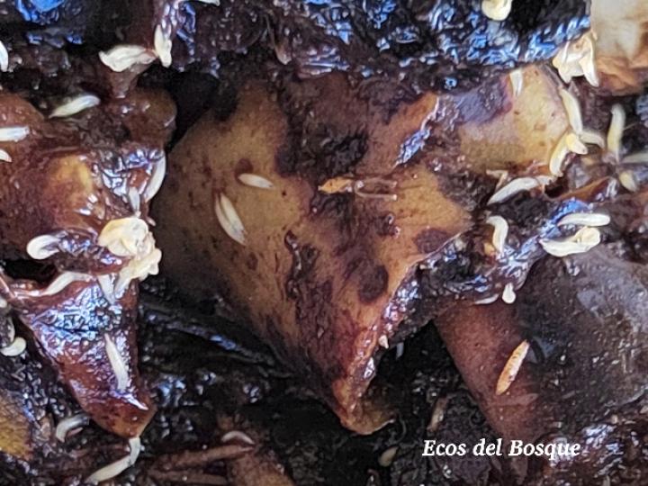 Hermetia illucens (Larvas)