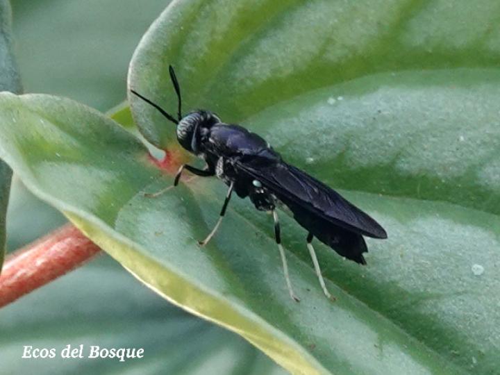 Hermetia illucens (Mosca soldado negra)
