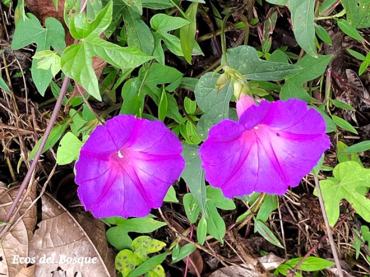 Ipomoea indica (Churristate, Pudre oreja)