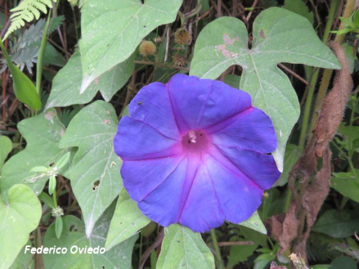 Ipomoea indica (Churristate, Pudre oreja)