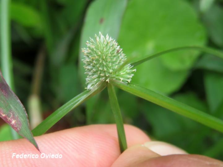 Kyllinga pumila