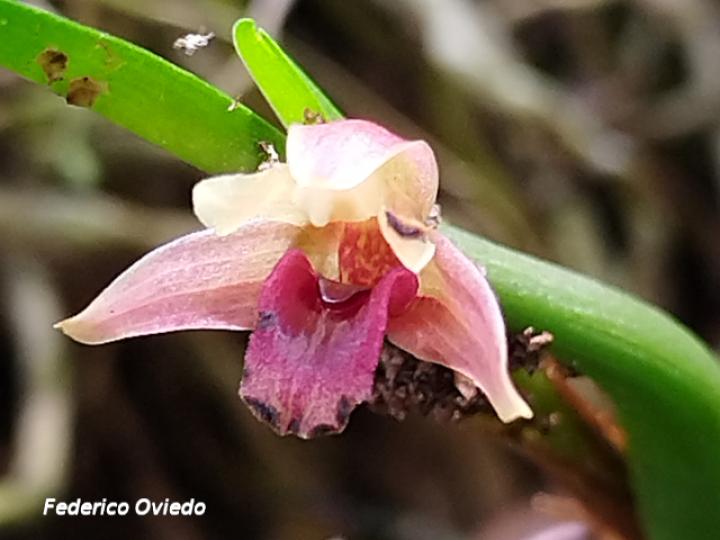 Maxillaria costaricensis