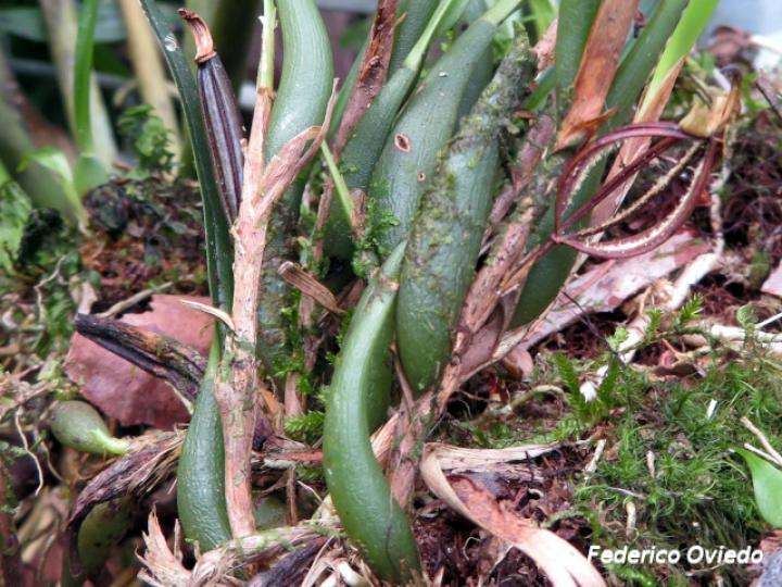 Maxillaria costaricensis