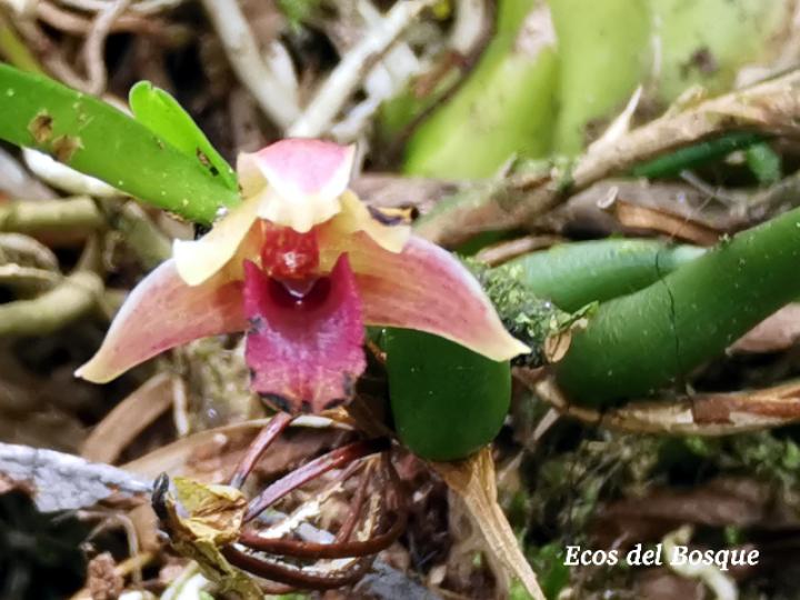Maxillaria costaricensis