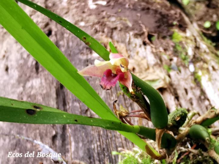 Maxillaria costaricensis