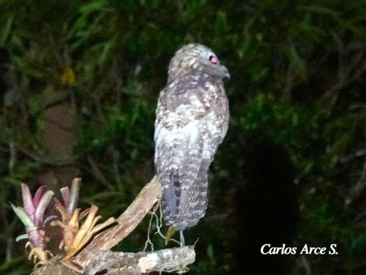 Nyctibius grandis (Bruja, Nictibio grande)