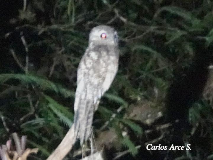 Nyctibius grandis (Bruja, Nictibio grande)