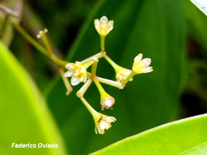 Ocotea cernua (Ira, Quizarrá lorito, Sigua amarillo)