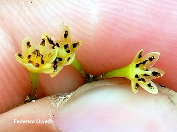 Ocotea cernua (Ira, Quizarrá lorito, Sigua amarillo)
