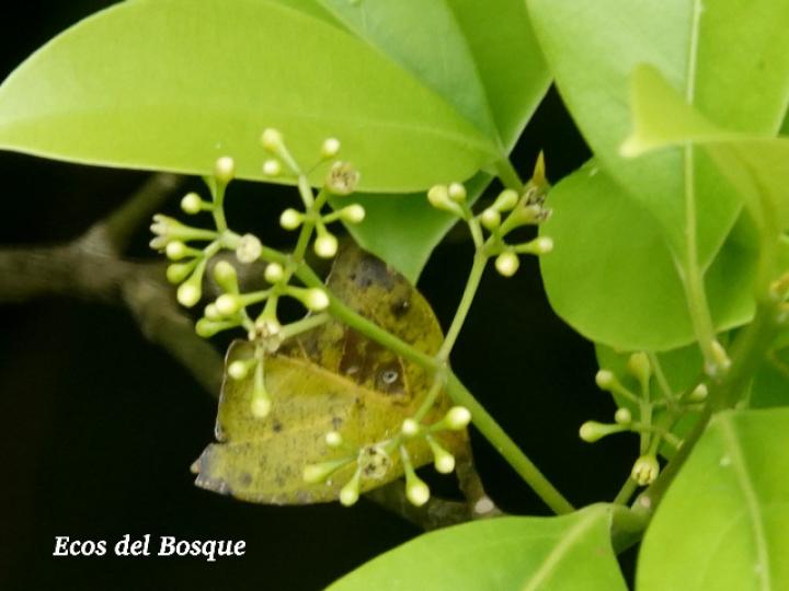 Ocotea cernua (Ira, Quizarrá lorito, Sigua amarillo)