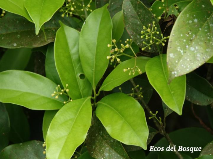 Ocotea cernua (Ira, Quizarrá lorito, Sigua amarillo)