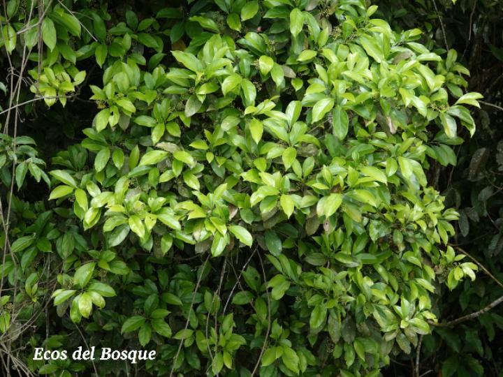 Ocotea cernua (Ira, Quizarrá lorito, Sigua amarillo)