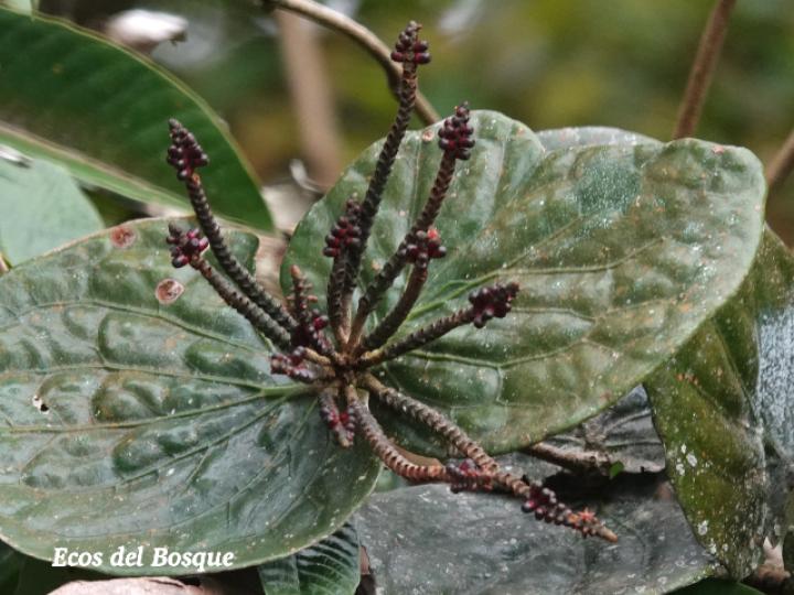Oryctanthus cordifolius