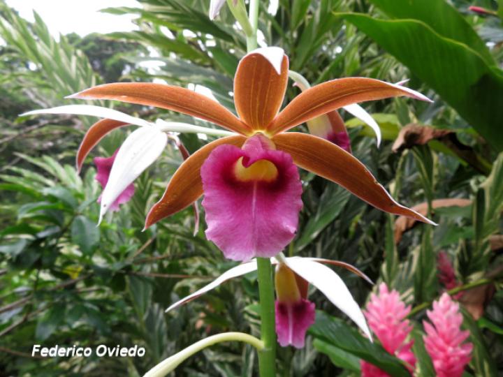 Phaius tankervilleae (Doce apóstoles)
