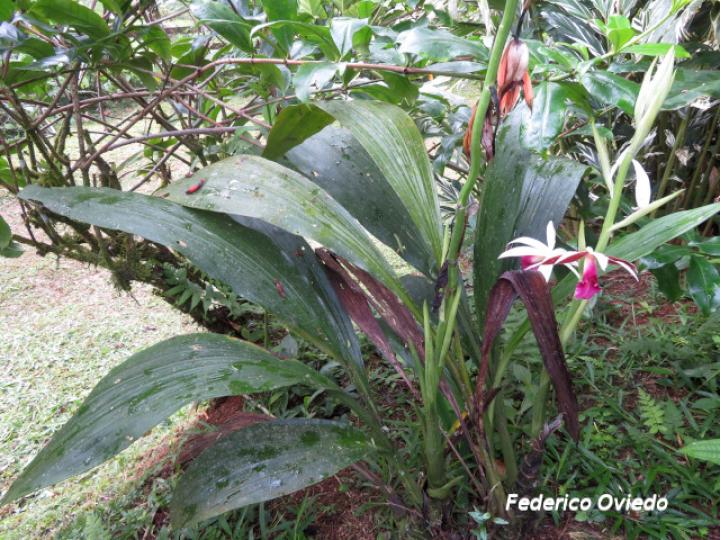 Phaius tankervilleae (Doce apóstoles)