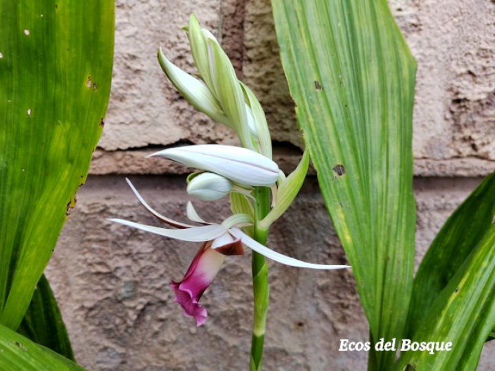 Phaius tankervilleae (Doce apóstoles)