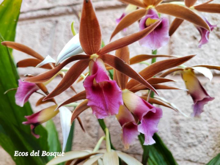 Phaius tankervilleae (Doce apóstoles)