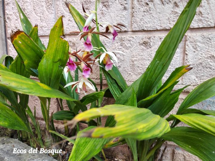 Phaius tankervilleae (Doce apóstoles)