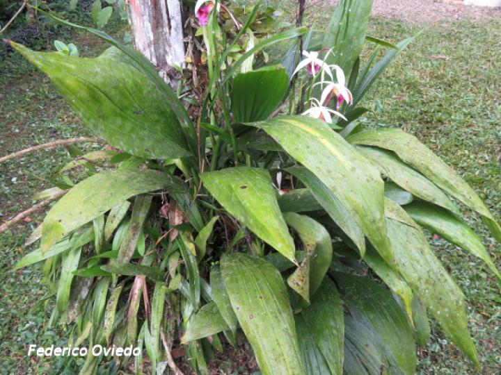 Phaius tankervilleae (Doce apóstoles)