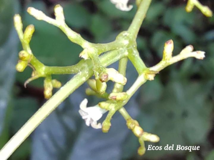 Psychotria brachiata