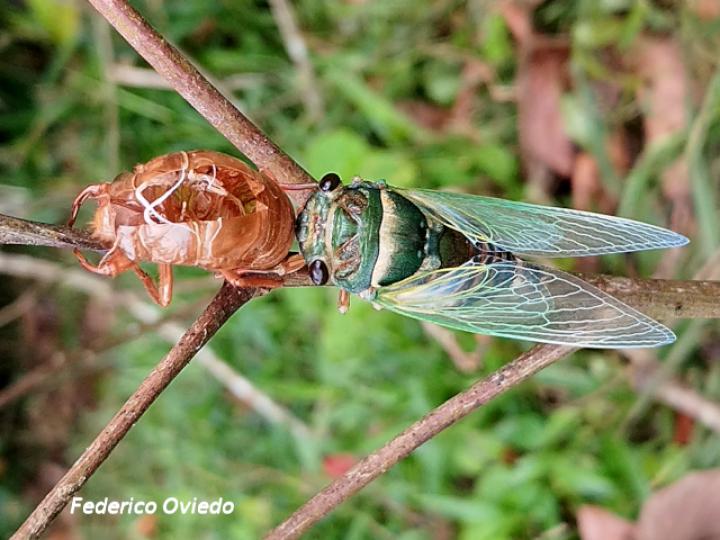 Quesada gigas (Chicharra gigante)