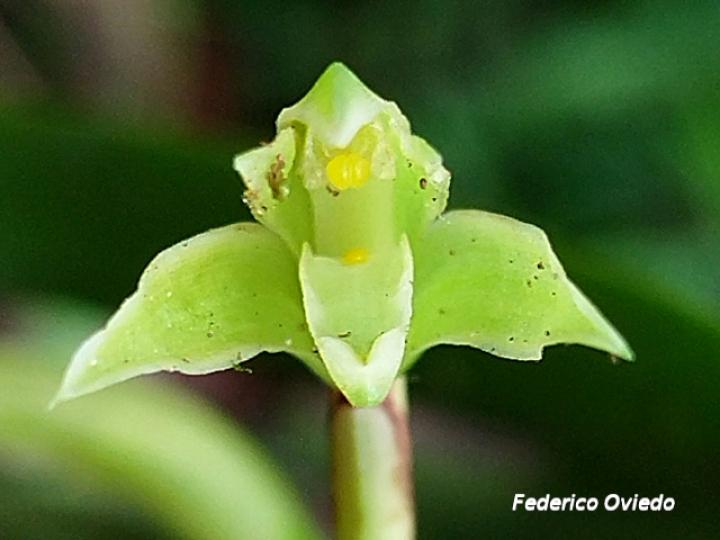 Rhetinantha friedrichsthalii