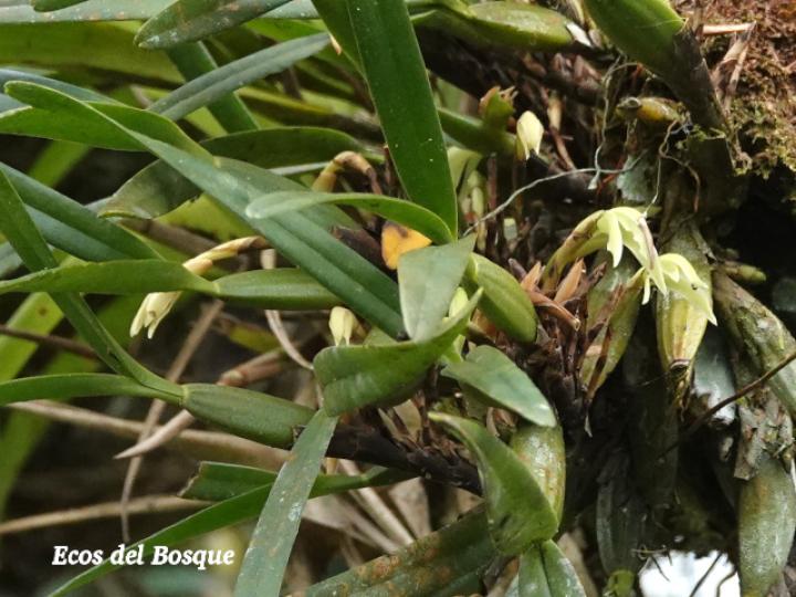 Rhetinantha friedrichsthalii