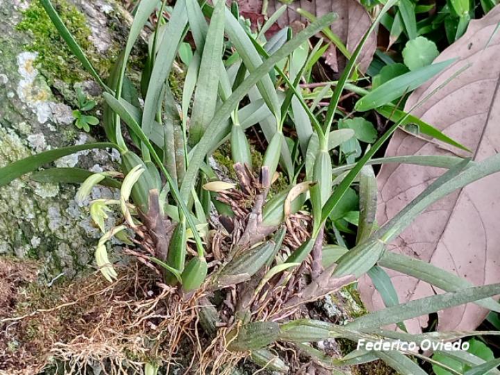 Rhetinantha friedrichsthalii