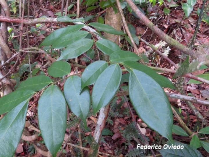 Rourea adenophora