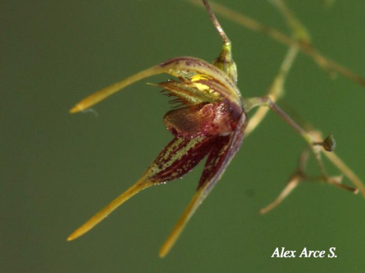 Specklinia aristata