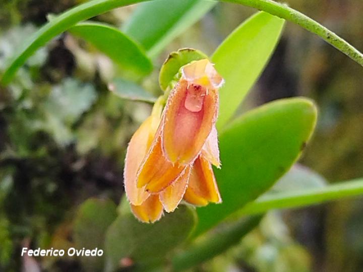 Specklinia chontalensis