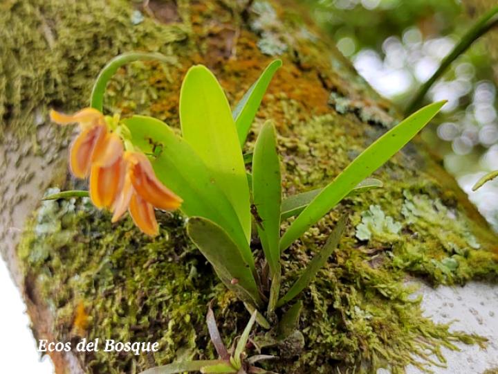 Specklinia chontalensis