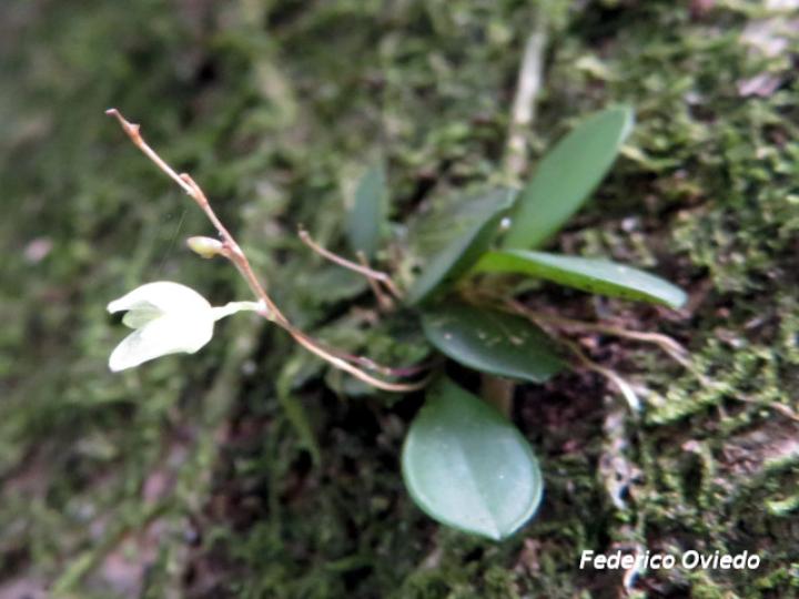 Specklinia lugduno-batavae