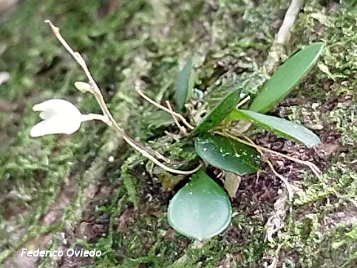Specklinia lugduno-batavae