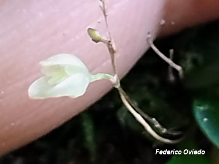 Specklinia lugduno-batavae